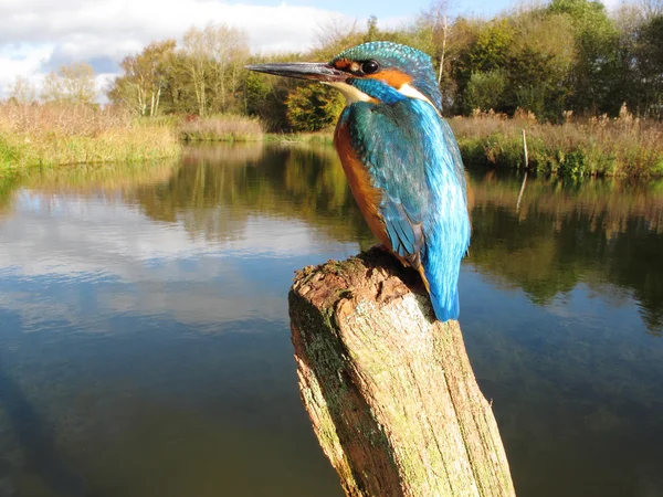 Kingfisher, Alcedo à ceci — Photo