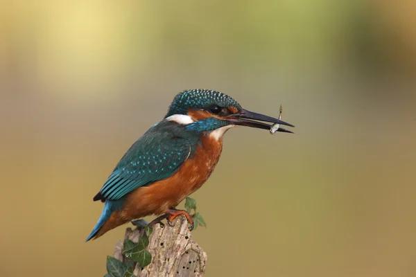 Kingfisher, Alcedo en este — Foto de Stock