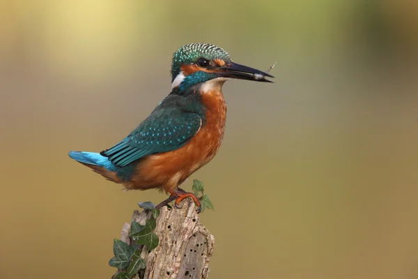 Yalıçapkını, alcedo şuna — Stok fotoğraf