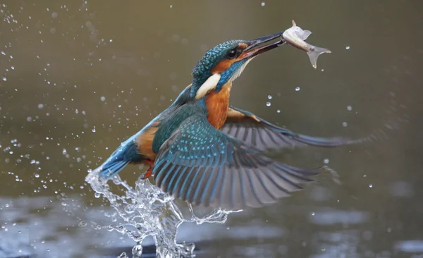 Eisvogel, alcedo atthis — Stockfoto