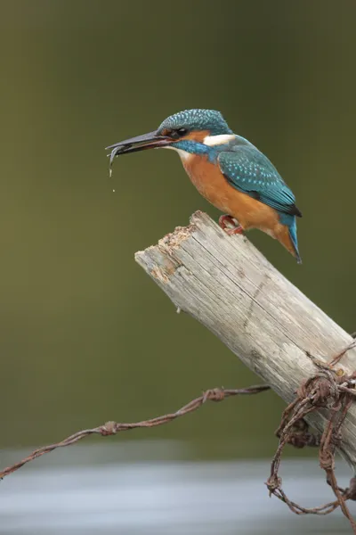 Kingfisher, Alcedo à ceci — Photo