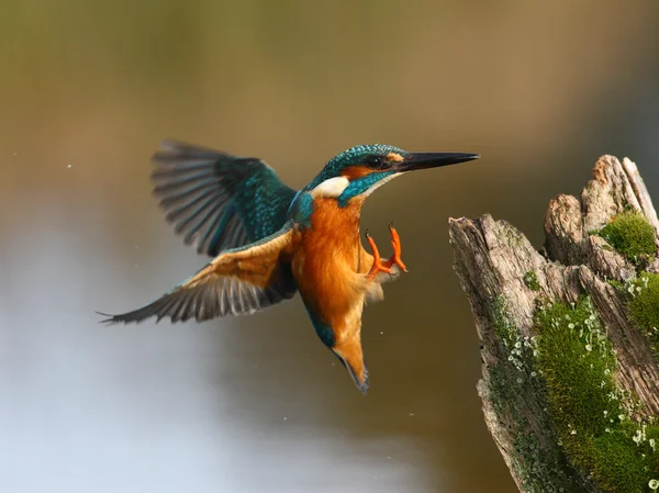 Yalıçapkını, alcedo şuna — Stok fotoğraf