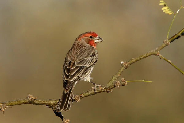 Dům finch, carpodacus mexicanus — Stock fotografie