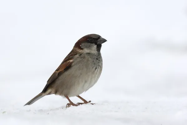 Дом Воробьев, Passer domesticus — стоковое фото