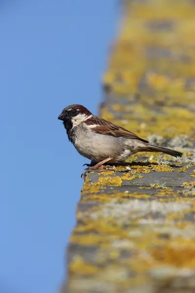 Casa Passero, Passer domesticus — Foto Stock