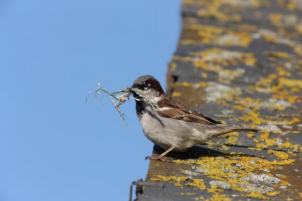 Wróbel, passer domesticus — Zdjęcie stockowe