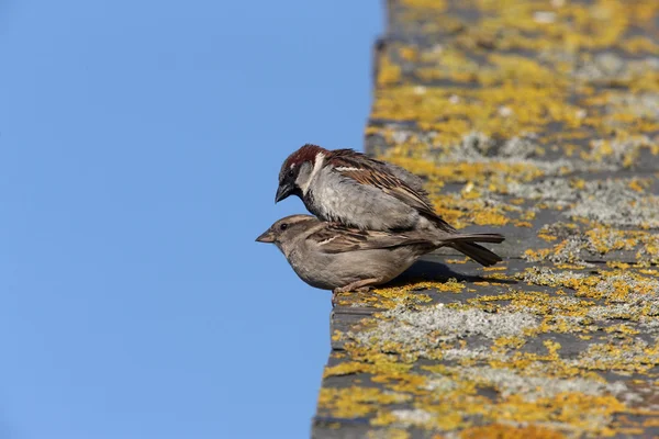 Wróbel, passer domesticus — Zdjęcie stockowe