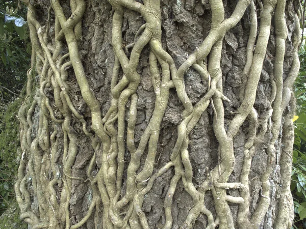 ツタの根 — ストック写真