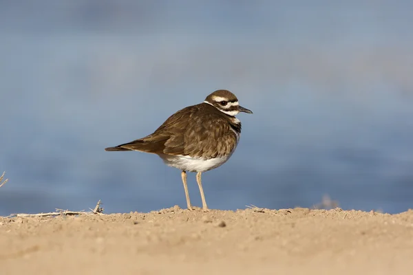 Killdeer, Charadrius vociferus — стокове фото