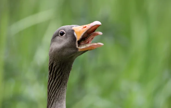 Greylag Goose, Anser anser — Stock fotografie