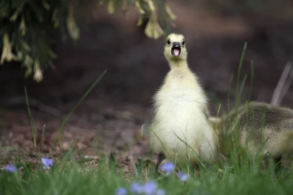 Greylag goose, Anser anser — Stock Photo, Image