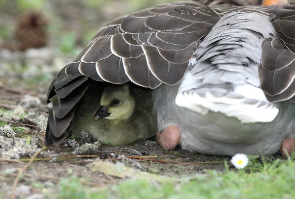 Greylag goose, Anser anser — Stock Photo, Image