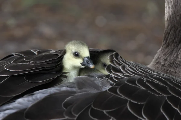 灰鹅，安塞 · 安塞尔 — 图库照片
