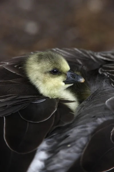 Greylag goose, Anser anser — Stock Photo, Image