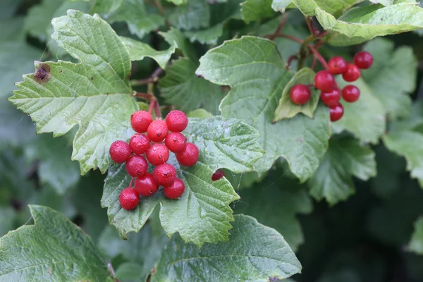 Guelder rose, Viburnum opulus — Fotografie, imagine de stoc