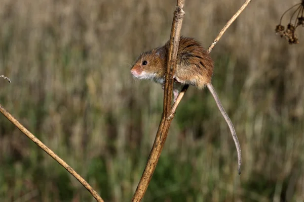 Harvest mouse, Micromys minutus — Stock Photo, Image