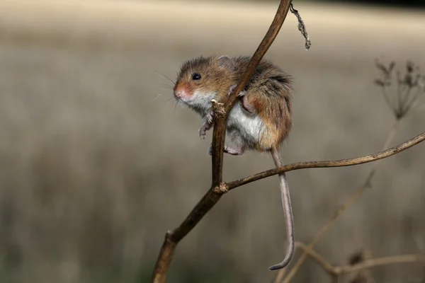 カヤネズミ収穫マウス — ストック写真