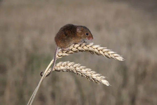 Мышь сбора урожая, Micromys minutus — стоковое фото
