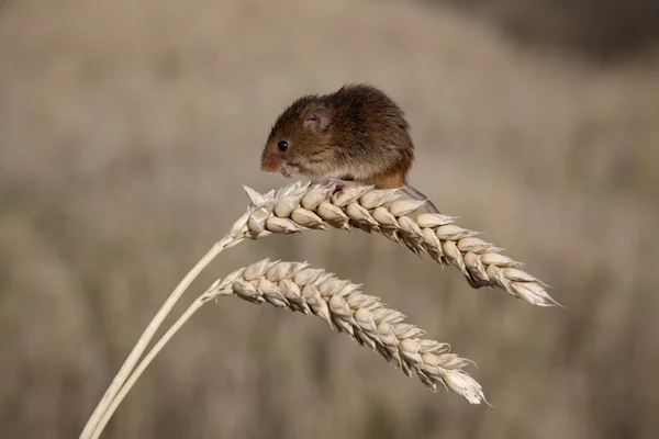 Ratón de cosecha, Micromys minutus —  Fotos de Stock