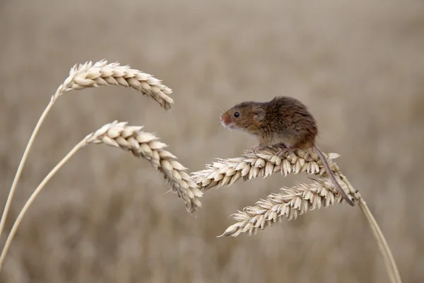 Ratón de cosecha, Micromys minutus —  Fotos de Stock