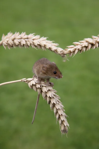 Zbiorów myszy, micromys minutus — Zdjęcie stockowe