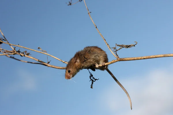 Zbiorów myszy, micromys minutus — Zdjęcie stockowe