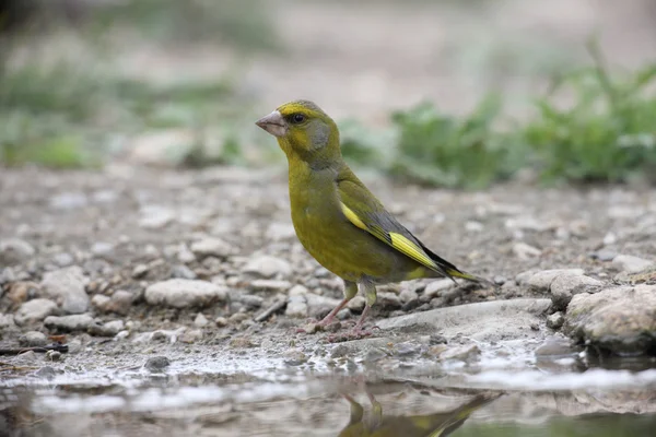 Verderón común, carduelis chloris — Foto de Stock