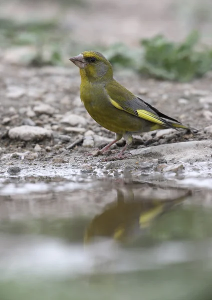 Verderón común, carduelis chloris — Foto de Stock