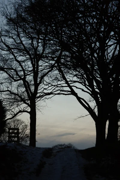 Línea de árboles al atardecer —  Fotos de Stock