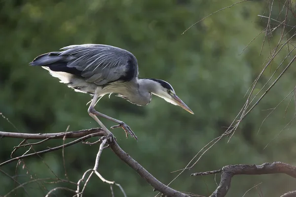 Grå häger, Ardea cinerea, — Stockfoto