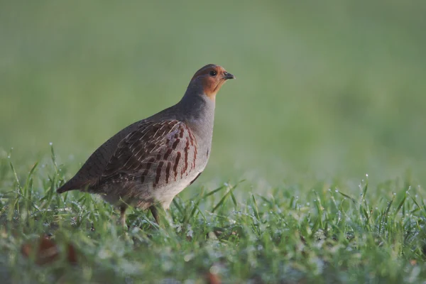 Perdiz cinzenta, Perdix perdix — Fotografia de Stock