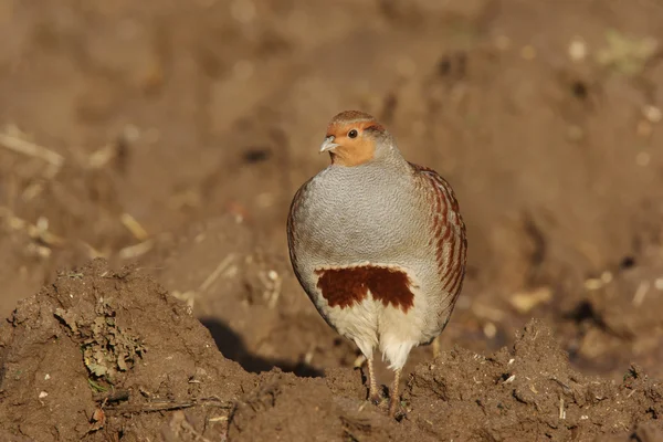 Grey partridge, Perdix perdix — Stock Photo, Image