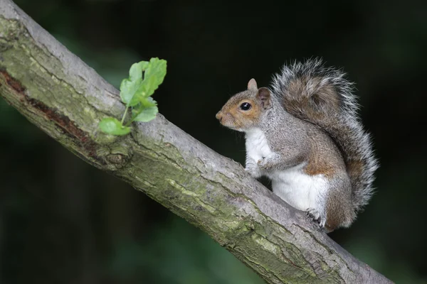 Šedá veverka, sciurus carolinensis — Stock fotografie