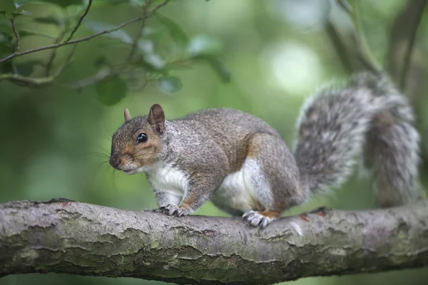 Grey squirrel, Sciurus carolinensis — Stock Photo, Image