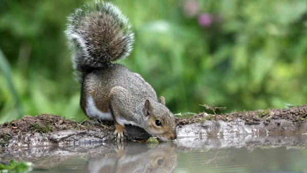 Esquilo cinzento, Sciurus carolinensis — Fotografia de Stock