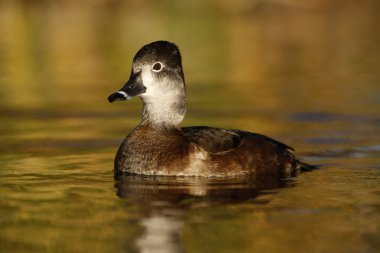 Ring - boyunlu duck, aythya collaris, erkek