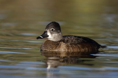 Ring - boyunlu duck, aythya collaris, erkek