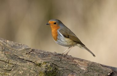 Robin, Erithacus rubecula