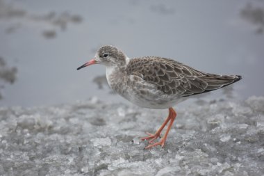 Ruff, Philomachus pugnax,