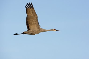 Sandhill Crane, Grus kanadensis