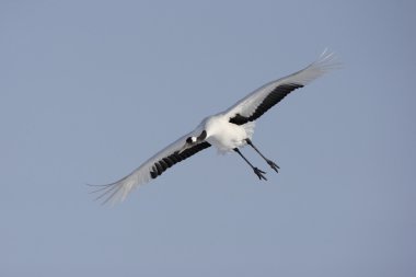 taç kırmızı turna veya Japon turna grus japonensis