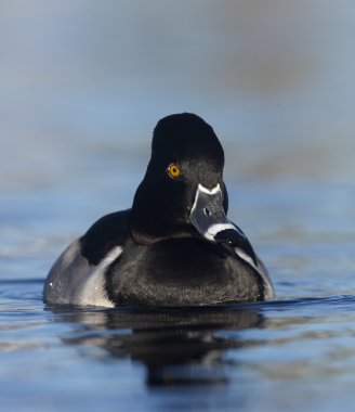 Ring - boyunlu duck, aythya collaris