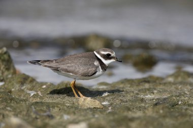 Halkalı yağmurkuşu, Charadrius hiaticula