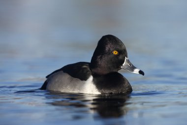 Ring - boyunlu duck, aythya collaris