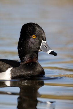 Ring - boyunlu duck, aythya collaris