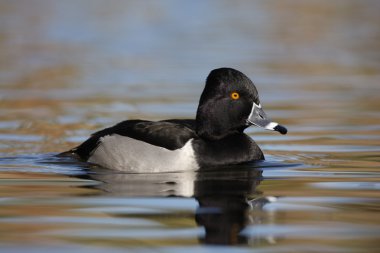 Ring - boyunlu duck, aythya collaris
