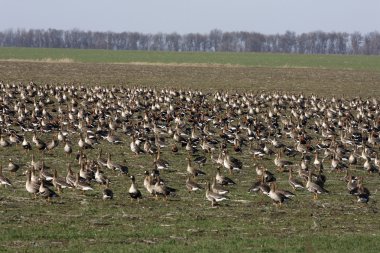 Kırmızı göğüslü kaz, branta ruficollis