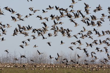 Kırmızı göğüslü kaz, branta ruficollis