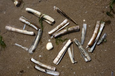 ustura kabuğu, sis arcuatus