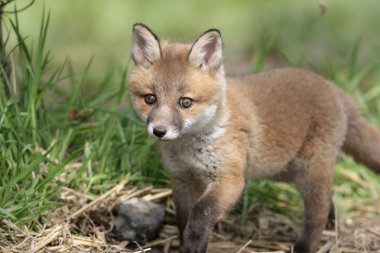 Kızıl Tilki, Vulpes vulpes